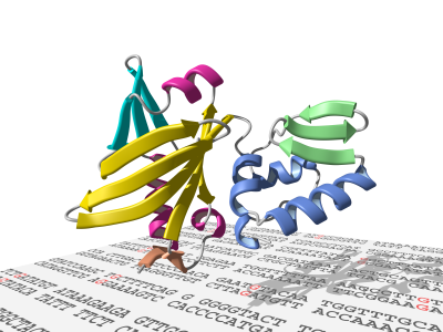 DNA Polymerase X from the African Swine Fever Virus